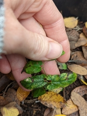 Endodeca serpentaria