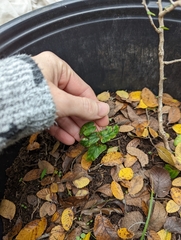 Endodeca serpentaria