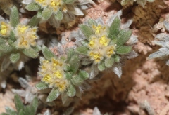 Eriogonum aretioides