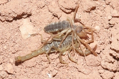 Paruroctonus boreus