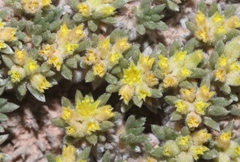 Eriogonum aretioides