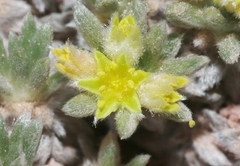 Eriogonum aretioides