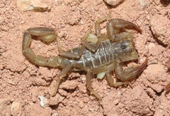 Paruroctonus boreus