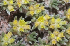 Eriogonum aretioides