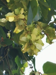 Paullinia