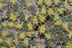 Eriogonum aretioides