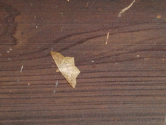 Psamatodes abydata