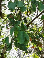 Paullinia