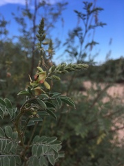 Indigofera fruticosa
