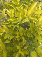 Ligustrum ovalifolium