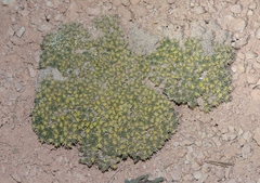 Eriogonum aretioides
