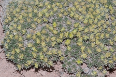 Eriogonum aretioides