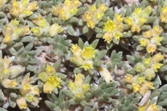 Eriogonum aretioides