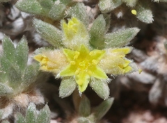 Eriogonum aretioides