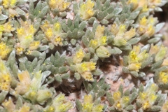 Eriogonum aretioides