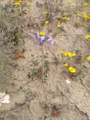 Triteleiopsis palmeri