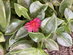 Mesembryanthemum cordifolium