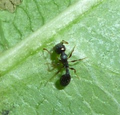 Temnothorax longispinosus