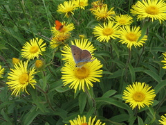 Lycaena alciphron
