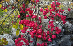 Euonymus