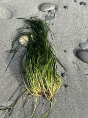 Phyllospadix torreyi