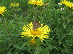 Satyrium spini