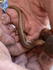 Plestiodon obsoletus
