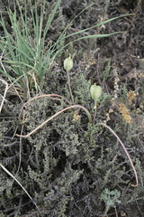 Tulipa uniflora