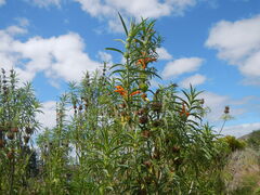 Leonotis leonurus