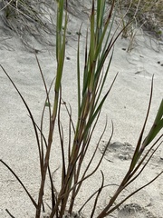Panicum amarum