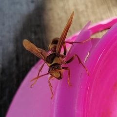 Polistes carnifex carnifex