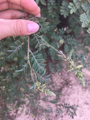 Indigofera fruticosa