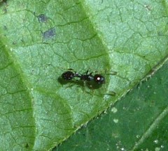 Temnothorax longispinosus