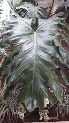 Philodendreae
