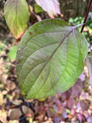 Cornus drummondii