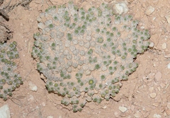 Eriogonum aretioides