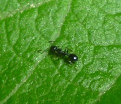 Temnothorax longispinosus