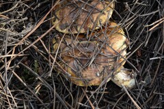 Suillus bellinii