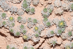 Eriogonum aretioides