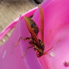 Polistes carnifex carnifex