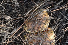 Suillus bellinii