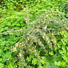 Asparagus acutifolius