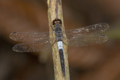 Orchithemis pruinans