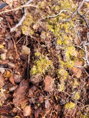 Chelaner antarcticus