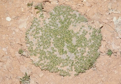 Eriogonum aretioides