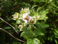 Rubus rigidus