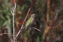 Selasphorus platycercus