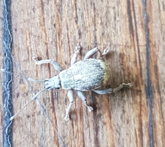 Entiminae