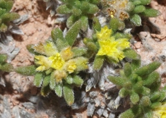 Eriogonum aretioides
