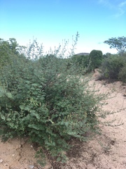 Indigofera fruticosa
